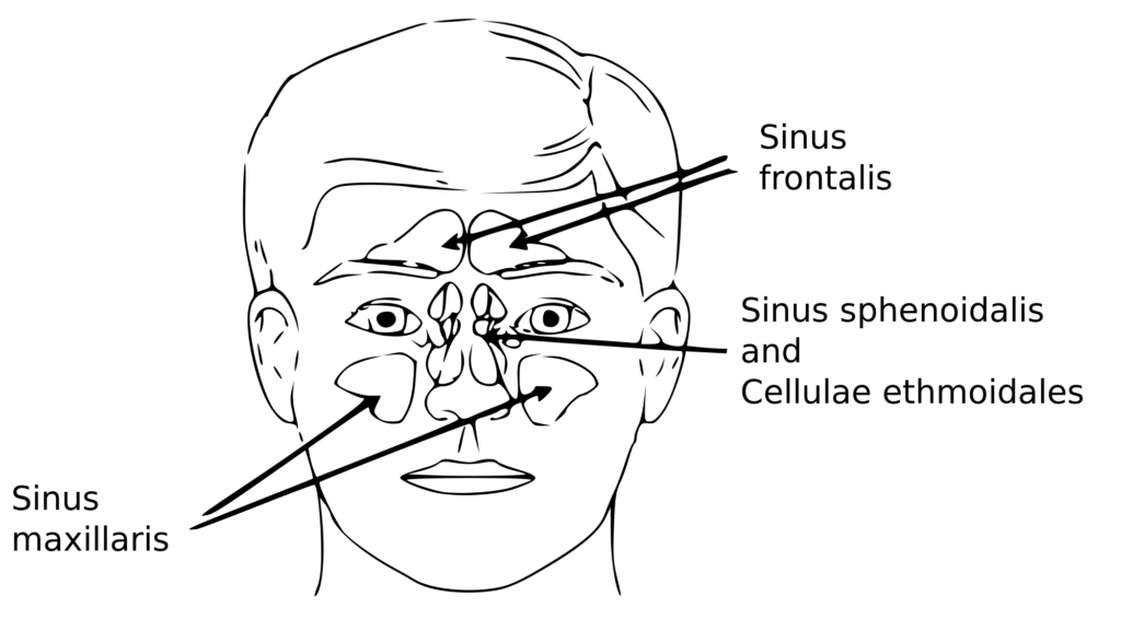description des sinus