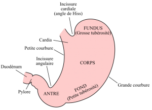 estomac-etiopathe-osteopathe-bordeaux-langon reflux gastriques